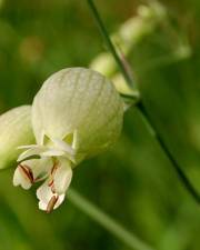 Fotografia da espécie Silene vulgaris