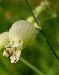 Silene vulgaris subesp. vulgaris