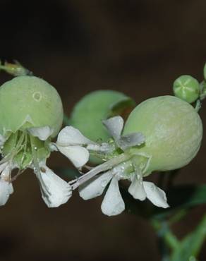 Fotografia 13 da espécie Silene vulgaris subesp. vulgaris no Jardim Botânico UTAD