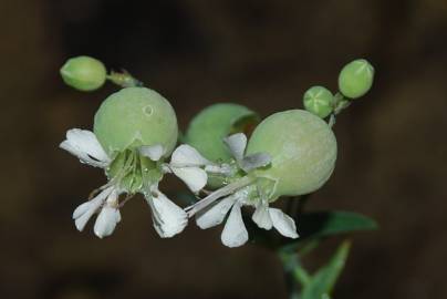 Fotografia da espécie Silene vulgaris subesp. vulgaris