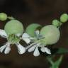 Fotografia 13 da espécie Silene vulgaris subesp. vulgaris do Jardim Botânico UTAD