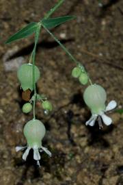 Fotografia da espécie Silene vulgaris subesp. vulgaris