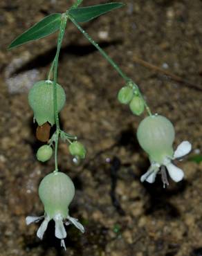 Fotografia 14 da espécie Silene vulgaris subesp. vulgaris no Jardim Botânico UTAD