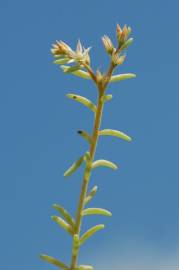 Fotografia da espécie Sedum rubens