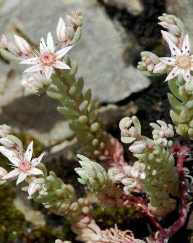 Fotografia de capa Sedum rubens - do Jardim Botânico