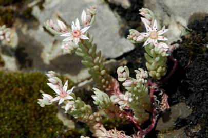 Fotografia da espécie Sedum rubens