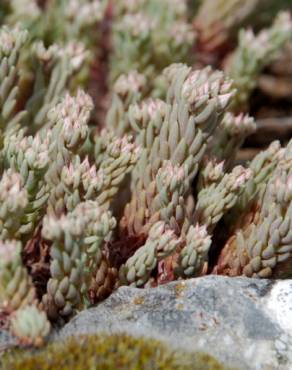 Fotografia 5 da espécie Sedum rubens no Jardim Botânico UTAD