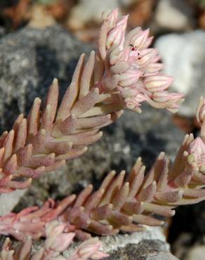 Fotografia 6 da espécie Sedum rubens no Jardim Botânico UTAD