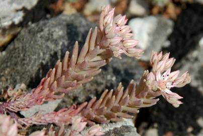 Fotografia da espécie Sedum rubens