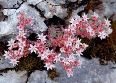 Fotografia da espécie Sedum rubens