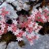 Fotografia 8 da espécie Sedum rubens do Jardim Botânico UTAD