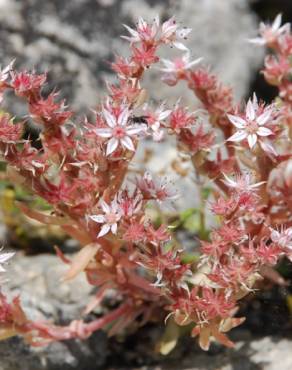 Fotografia 10 da espécie Sedum rubens no Jardim Botânico UTAD