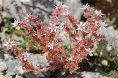 Fotografia da espécie Sedum rubens