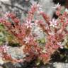 Fotografia 10 da espécie Sedum rubens do Jardim Botânico UTAD