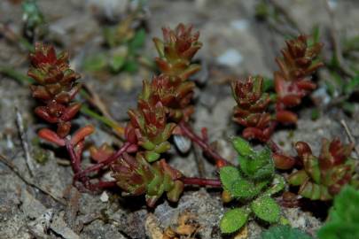 Fotografia da espécie Sedum caespitosum