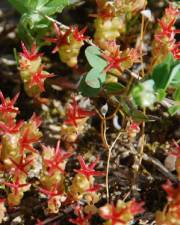 Fotografia da espécie Sedum caespitosum