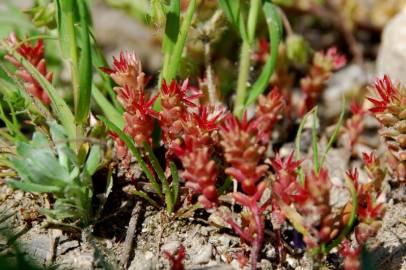 Fotografia da espécie Sedum caespitosum