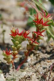 Fotografia da espécie Sedum caespitosum