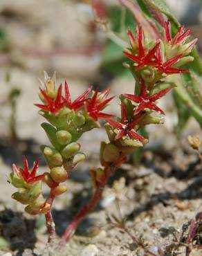 Fotografia 5 da espécie Sedum caespitosum no Jardim Botânico UTAD