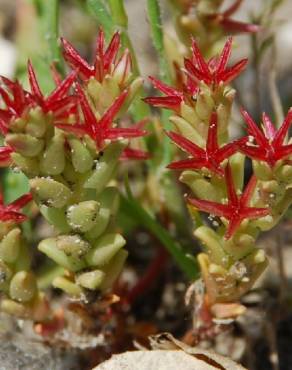 Fotografia 6 da espécie Sedum caespitosum no Jardim Botânico UTAD