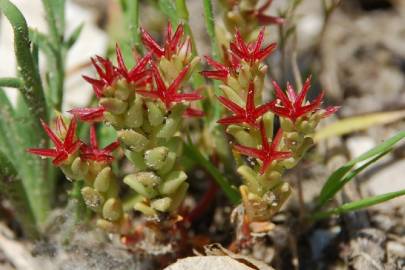 Fotografia da espécie Sedum caespitosum