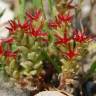 Fotografia 6 da espécie Sedum caespitosum do Jardim Botânico UTAD