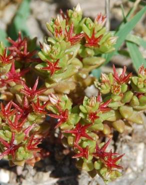 Fotografia 7 da espécie Sedum caespitosum no Jardim Botânico UTAD