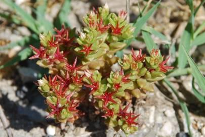 Fotografia da espécie Sedum caespitosum