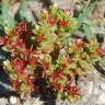 Fotografia 7 da espécie Sedum caespitosum do Jardim Botânico UTAD