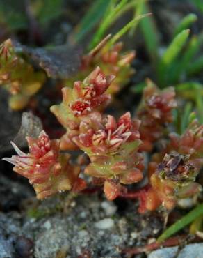 Fotografia 8 da espécie Sedum caespitosum no Jardim Botânico UTAD