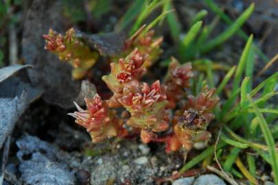 Fotografia da espécie Sedum caespitosum