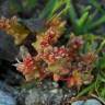 Fotografia 8 da espécie Sedum caespitosum do Jardim Botânico UTAD