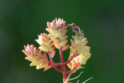 Fotografia da espécie Sedum caespitosum