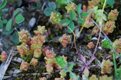 Fotografia da espécie Sedum caespitosum