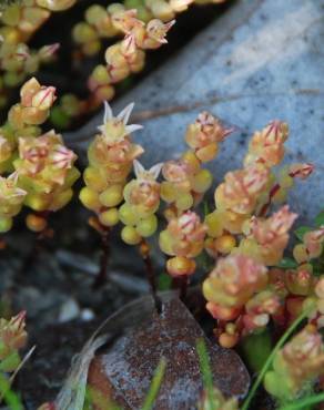 Fotografia 11 da espécie Sedum caespitosum no Jardim Botânico UTAD