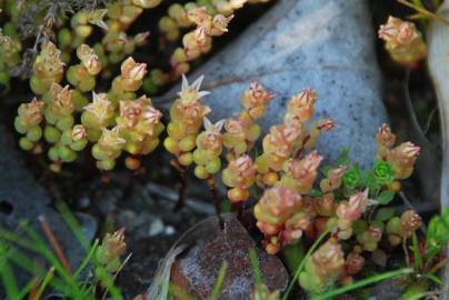 Fotografia da espécie Sedum caespitosum