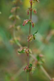 Fotografia da espécie Rumex pulcher subesp. pulcher