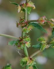 Rumex pulcher subesp. pulcher