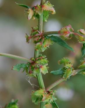 Fotografia 1 da espécie Rumex pulcher subesp. pulcher no Jardim Botânico UTAD