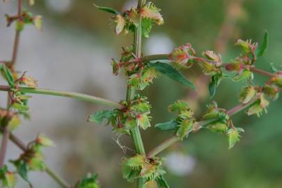 Fotografia da espécie Rumex pulcher subesp. pulcher