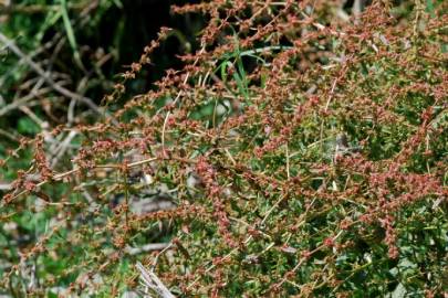 Fotografia da espécie Rumex pulcher subesp. pulcher