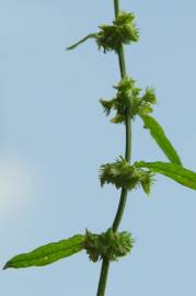 Fotografia da espécie Rumex pulcher subesp. pulcher