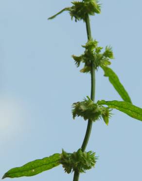 Fotografia 5 da espécie Rumex pulcher subesp. pulcher no Jardim Botânico UTAD