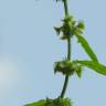 Fotografia 5 da espécie Rumex pulcher subesp. pulcher do Jardim Botânico UTAD