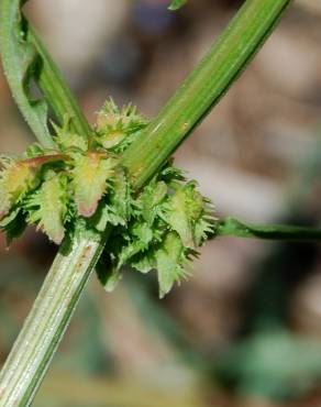 Fotografia 6 da espécie Rumex pulcher subesp. pulcher no Jardim Botânico UTAD