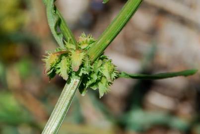 Fotografia da espécie Rumex pulcher subesp. pulcher