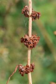 Fotografia da espécie Rumex pulcher subesp. pulcher