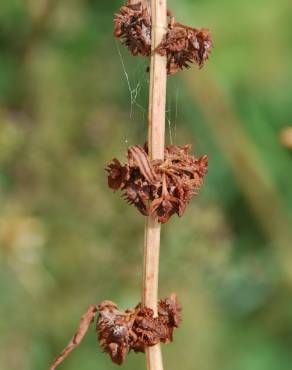 Fotografia 7 da espécie Rumex pulcher subesp. pulcher no Jardim Botânico UTAD