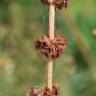 Fotografia 7 da espécie Rumex pulcher subesp. pulcher do Jardim Botânico UTAD