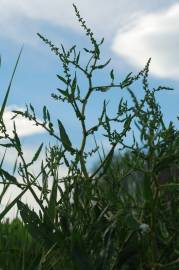 Fotografia da espécie Rumex pulcher subesp. pulcher